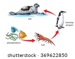 Antarctic food chain example