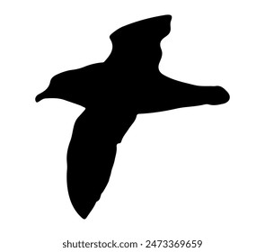 Antarctic Petrel vector illustration on white background.