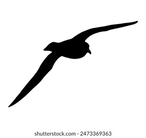 Petrel Antártico. Vector Imagen. Fondo blanco.