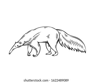 Anteater animal icon. Ant-bear outline vector illustration for zoo design.