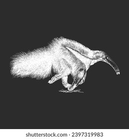 Anteater, hand drawn sketch in vector, vintage illustration in engraving style