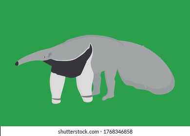 Anteater illustration on solid green background