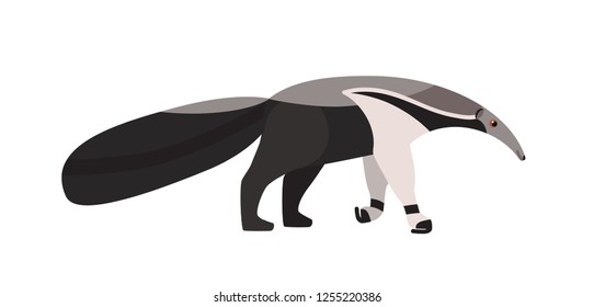 Anteater isolated on white background. Adorable unusual exotic insectivorous animal with elongated muzzle. Wild species native to America. Colorful vector illustration in flat cartoon style.