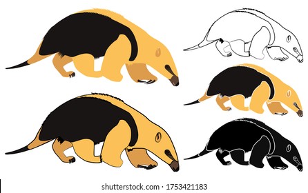 Anteater mirim 