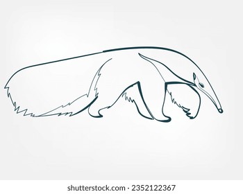 ant-eater vector line art animal wild life single one line hand drawn illustration isolated