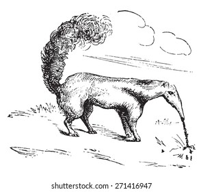 Anteater, vintage engraved illustration. 
