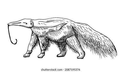 Anteaters illustration on isolated white background. Vector illustration animal from South America giant anteater. Simple design characters wildlife in engraving style.