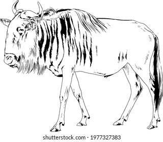 antelope drawn in ink by hand