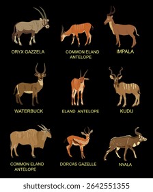 Antelope and gazelle set vector illustration isolated. Oryx, Eland, Impala, Waterbuck, Kudu, Dorcas, Nyala. African deer. Safari Africa hunting trophy. Powerful buck antlers horned animals herbivore.