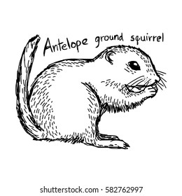 Antelope ground squirrel - vector illustration sketch hand drawn with black lines, isolated on white background