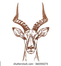 Antelope Head Sketch Hand Drawn Illustration