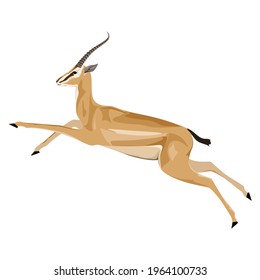 Antelope in a jump on a white background. Gazelle