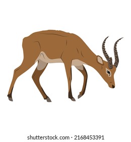Antelope kob with big horns. Wild Mammals of Central Africa. Realistic vector animal