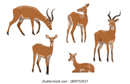 Antelope Kob set. Males with horns and females of Kobus kob thomasi. Mammals of Central Africa. Vector illustration set.