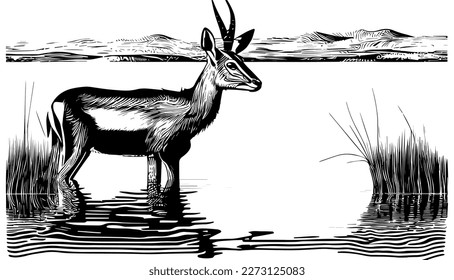 Antelope on water vector black line illustration art isolated white