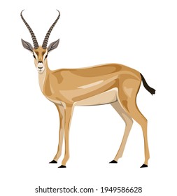 An antelope on a white background. Vector illustration.
