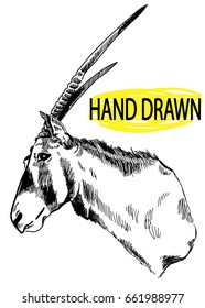 Antelope Oryx. Drawing by hand in vintage style. Head, hunting trophy. African animals.