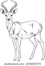 Antelope Realistic Animal Hand Drawn Illustration Vector For Coloring Book