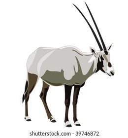 Serie Antelope Oryx Árabe