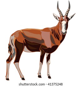 Antelope Series BLESBUCK
