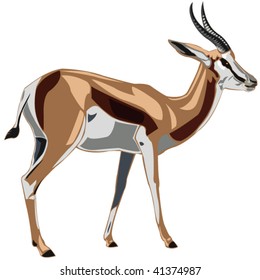 Antelope Series Springbok