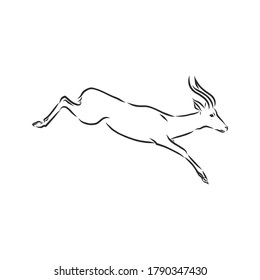 antelope sketch vector graphics black and white drawing