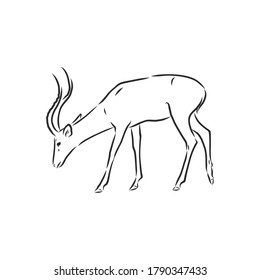 antelope sketch vector graphics black and white drawing