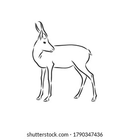 antelope sketch vector graphics black and white drawing