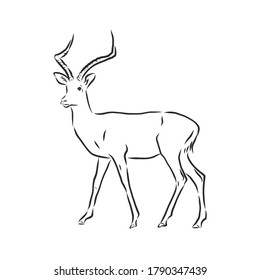 antelope sketch vector graphics black and white drawing