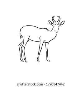 antelope sketch vector graphics black and white drawing