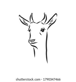 antelope sketch vector graphics black and white drawing