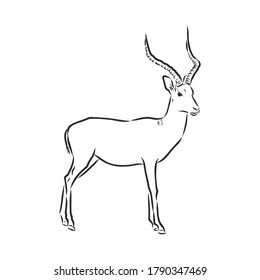 Antelope-Skizze, Vektorgrafik, schwarz-weißes Zeichnen