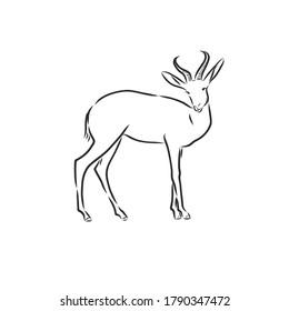 antelope sketch vector graphics black and white drawing