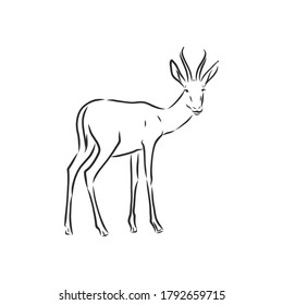 Antelope-Skizze, Vektorgrafik, schwarz-weißes Zeichnen