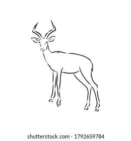 antelope sketch vector graphics black and white drawing
