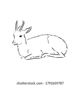 antelope sketch vector graphics black and white drawing