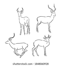 antelope sketch vector graphics black and white drawing. antelope vector sketch illustration