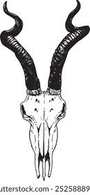 Antelope skull - hand drawn vector illustration
