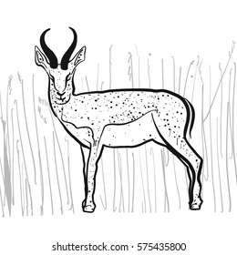 Antelope Springbok, Hand-drawn Vector Clipart