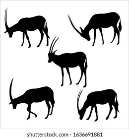 Antelope springbok. Set of isolated  black antelope on white background. Wild animal. Set of African wild gazelle with long horns. Animal design. Flat vector illustration, side view.