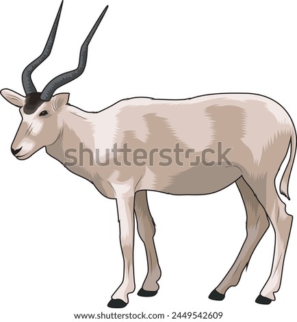 antelope in vector art illustration