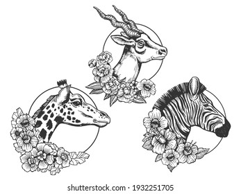 Antelope Zebra Giraffe heads animal set tattoo with flowers sketch engraving vector illustration. T-shirt apparel print design. Scratch board imitation. Black and white hand drawn image.