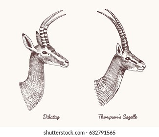 antelopes dibatag and thompsons gazelle vector hand drawn illustration, engraved wild animals with antlers or horns vintage looking heads side view