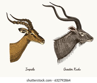 antelopes impala and greater kudu vector hand drawn illustration, engraved wild animals with antlers or horns vintage looking heads side view