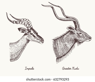 antelopes impala and greater kudu vector hand drawn illustration, engraved wild animals with antlers or horns vintage looking heads side view