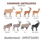 Antelopes vector illustration set. Antelope species cartoon clipart set in flat style. Common eland, gazelle, impala, springbok, wildebeest, kudu, oryx, sable antelope flat vector design