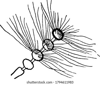 Antenna in flies. The figure here represents the joints verticilate like spherical beads covered with tufts of hair-like setae on a band like structure, vintage line drawing or engraving illustration.