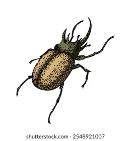 antennae beetle hand drawn. elytra entomology, biodiversity species, habitat larvae antennae beetle vector sketch. isolated color illustration