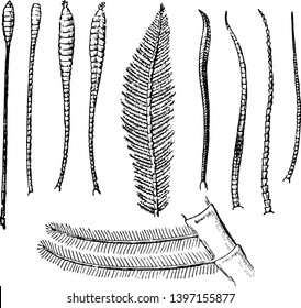 Antennae of Lepidoptera is an order of insects that includes butterflies and moths vintage line drawing or engraving illustration.