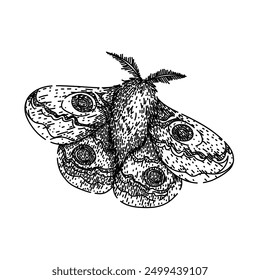 antennae night moth hand drawn. camouflage metamorphosis, lepidoptera scales, flutter crepuscular antennae night moth vector sketch. isolated black illustration